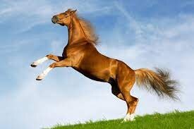 Ý nghĩa giấc mơ thấy con ngựa